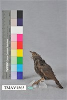 藏品(短翅樹鶯)的圖片